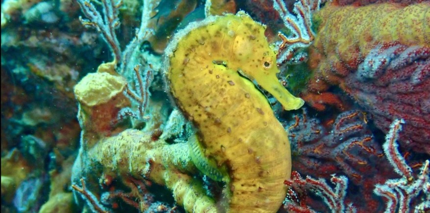 Koh Lipe Scuba Diving - Fun Dive Trips (Certified Diver)